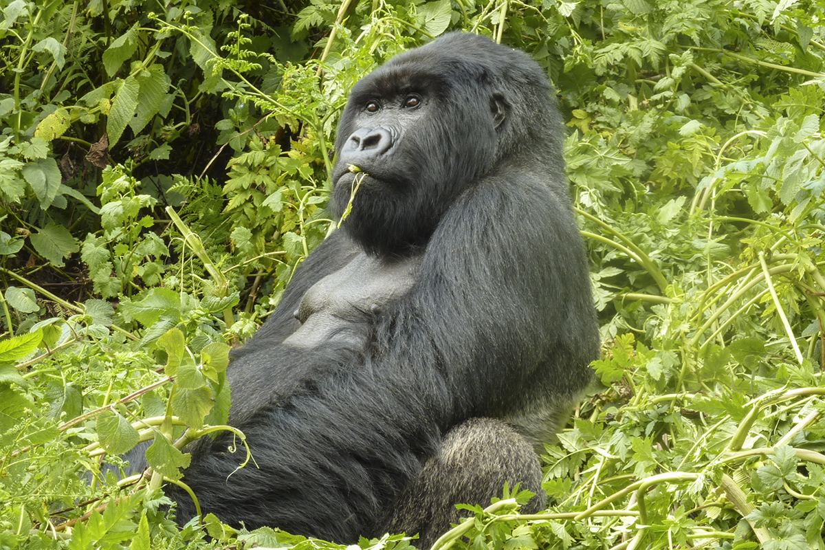 SILVERBACK MOUNTAIN GORILLA IN RWANDA (5)