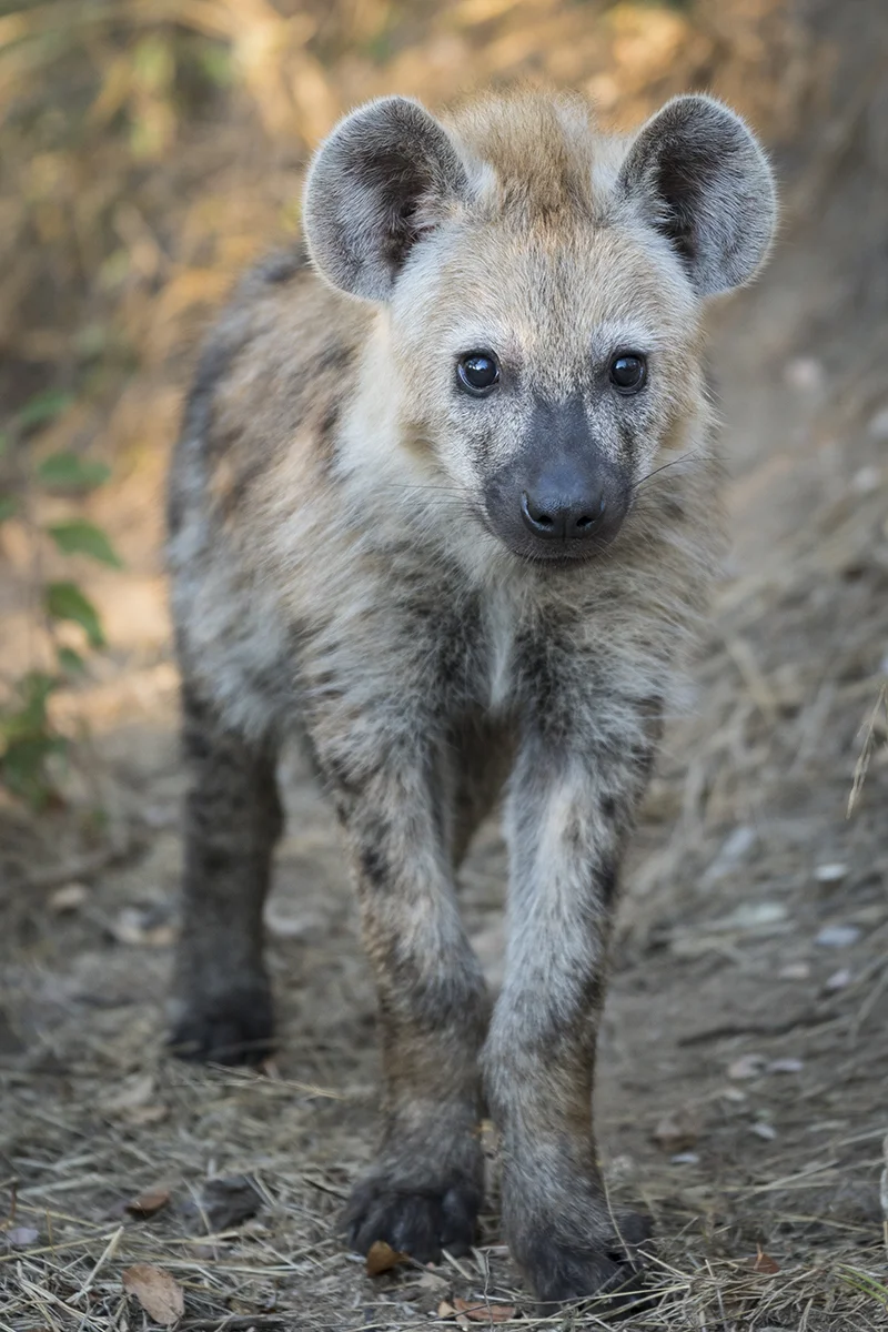 HYENA CUB (2)