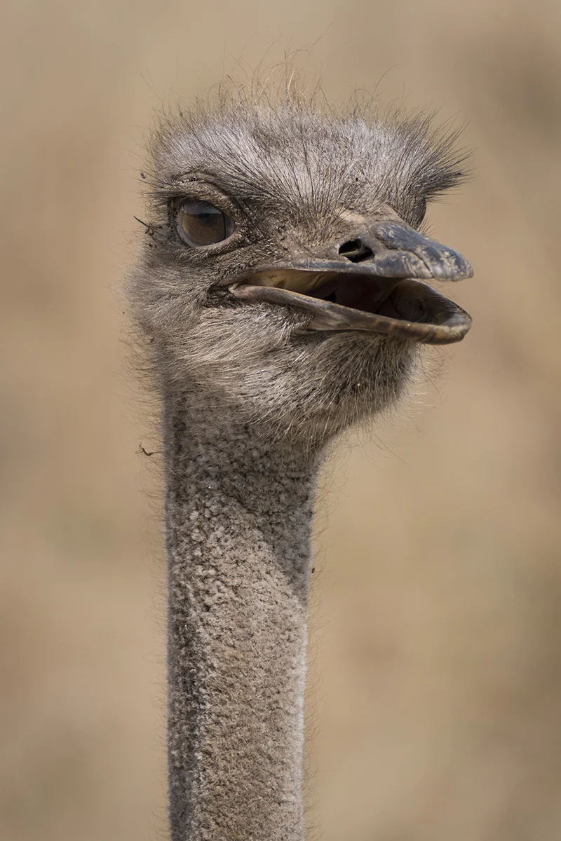OSTRICH FACE (1)