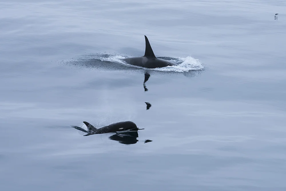 ORCA AND BABY IN DRAKES PASSAGE ANTARCTICA (1)