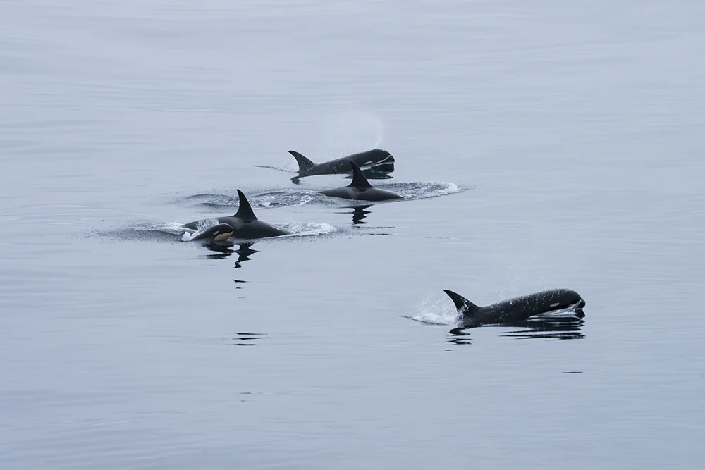 ORCA FAMILY IN DRAKES PASSAGE ANTARCTICA (3)