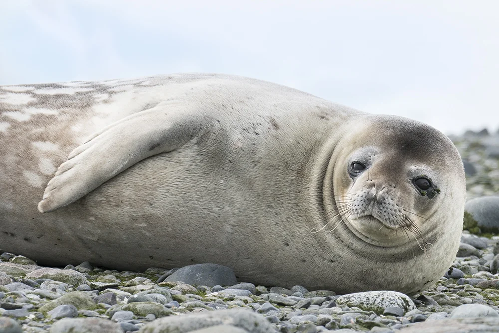 WEDDELL SEAL ON LAND (2)