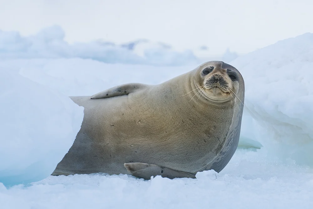 WEDDELL SEAL ON ICEBERG(1)
