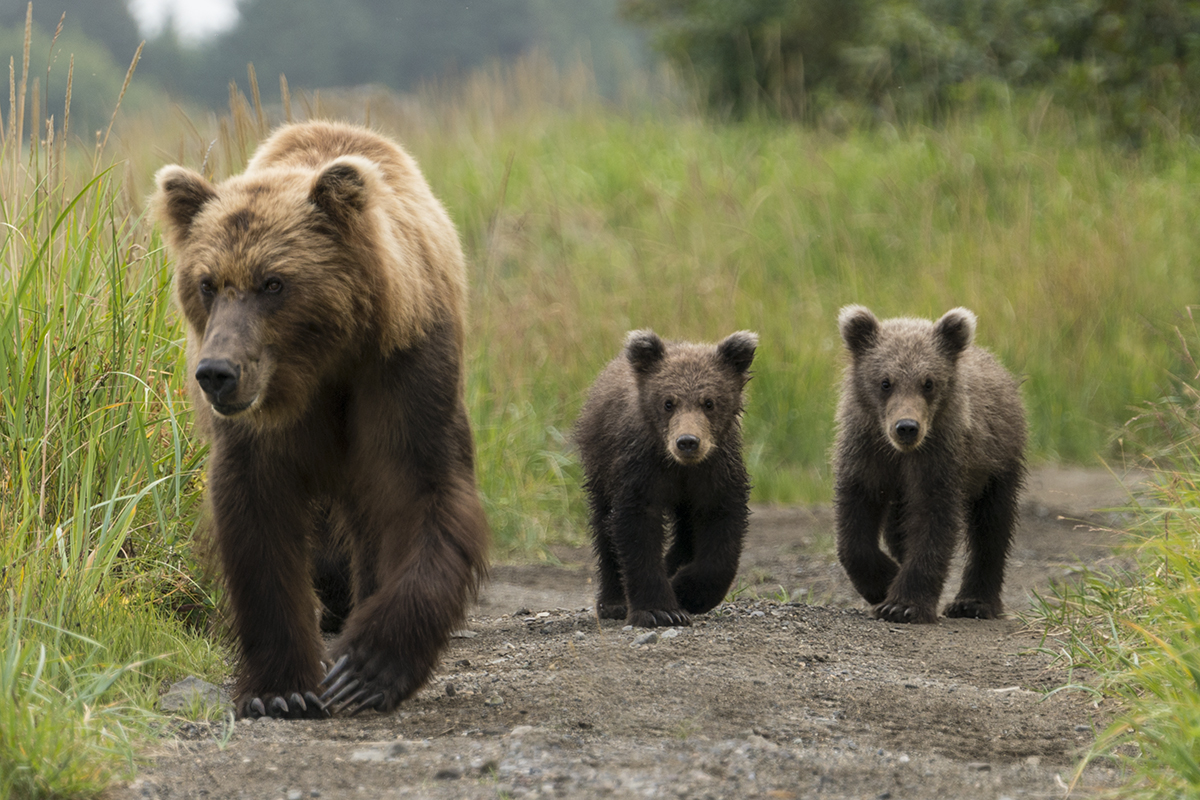 GRIZZLY MOTHER AND CUBS, ALASKA (7)