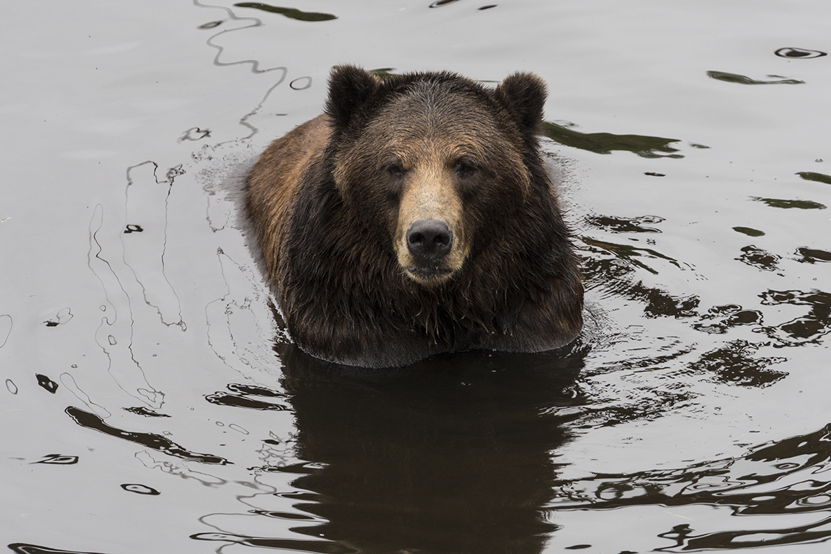 MALE GRIZZLY IN ALASKA (1)