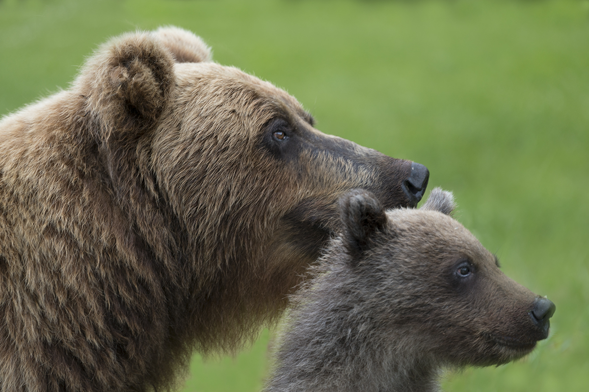 GRIZZLY MOTHER AND CUB, ALASKA (1)