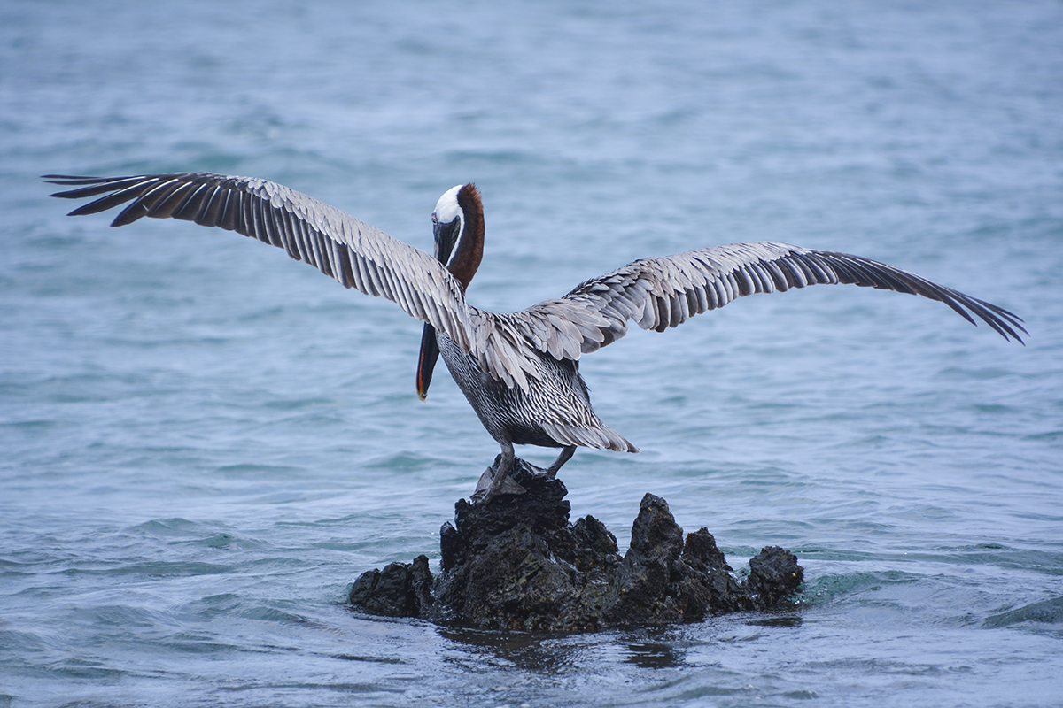 GALAPAGOS BROWN PELICAN (1)