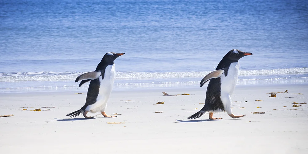 GENTOO PENGUINS ON A SUNNY BEACH (3)