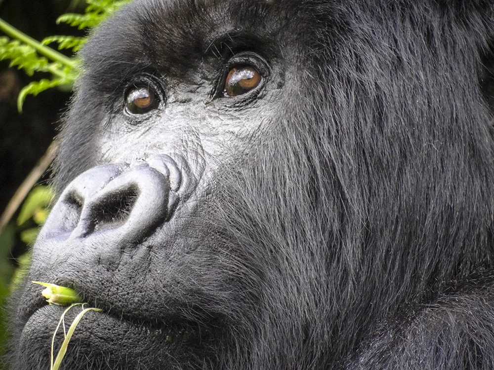 SILVERBACK MOUNTAIN GORILLA IN RWANDA (2)