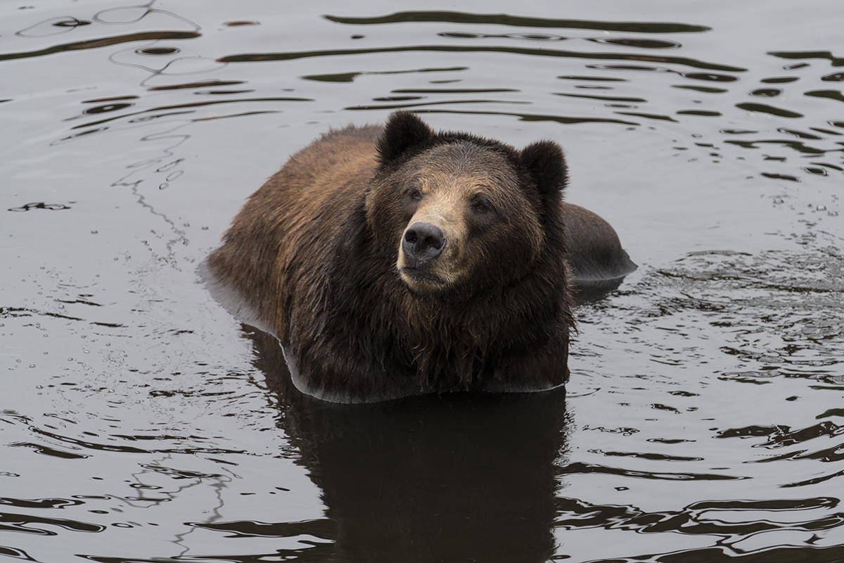 MALE GRIZZLY IN ALASKA (3)