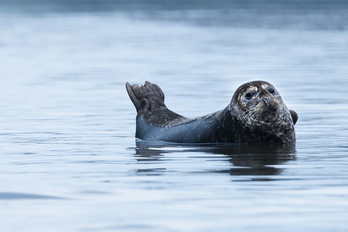  HARBOUR SEAL AT SUNRISE IN REMOTE BRITISH COLUMBIA, CANADA (2) 