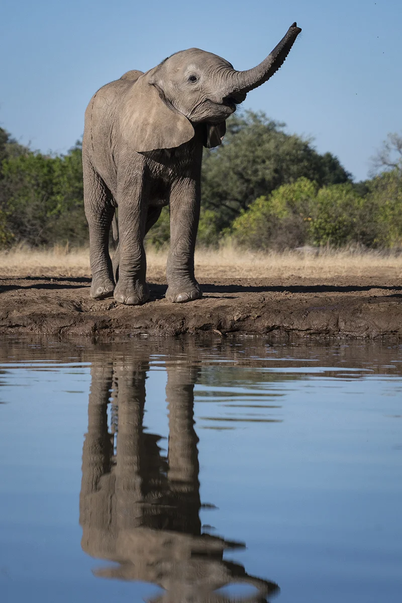 ELEPHANT BABY (1)