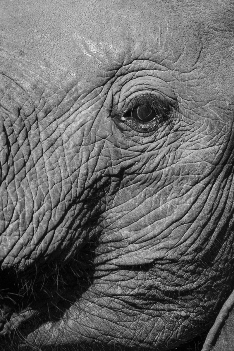BLACK AND WHITE ELEPHANT FACE (3)