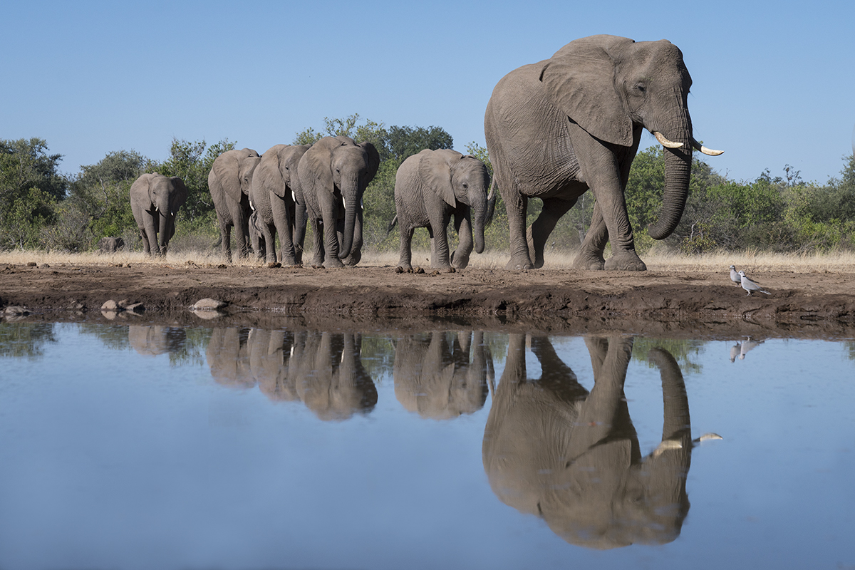 ELEPHANT FAMILY WALKING TOWARDS WATER (1)