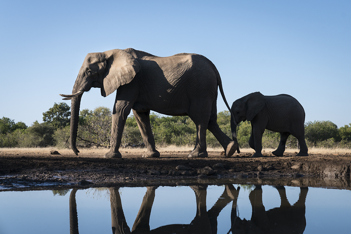 ELEPHANT MOTHER AND BABY (3)