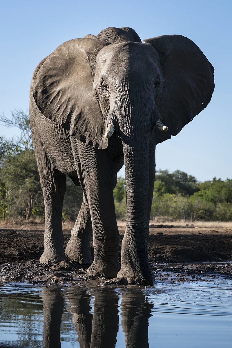 LONE LARGE ELEPHANT (3)