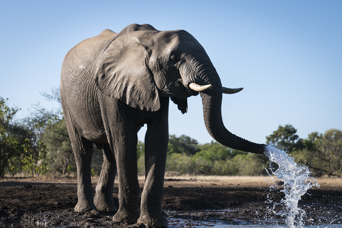 ELEPHANT SPRAYING WATER (2)