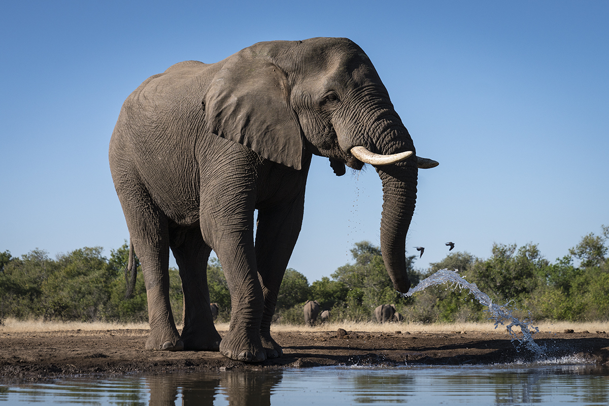 ELEPHANT SPRAYING WATER (5)