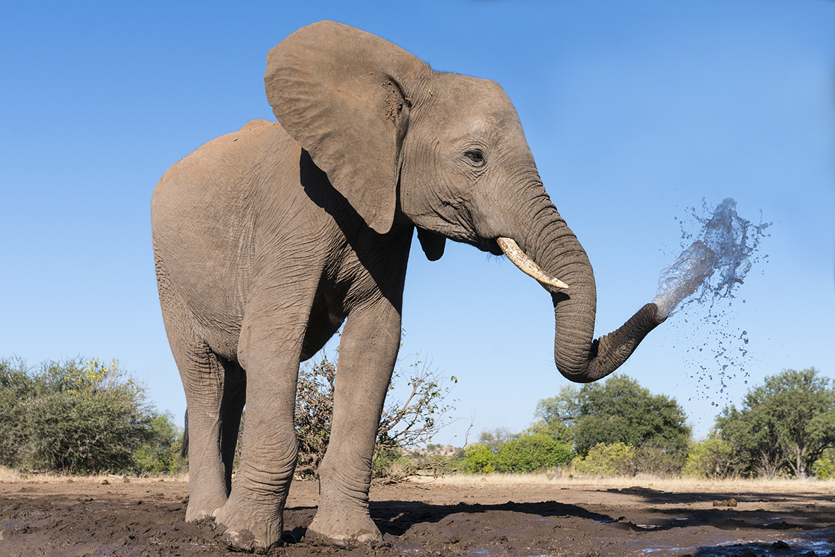 ELEPHANT SPRAYING WATER (4)