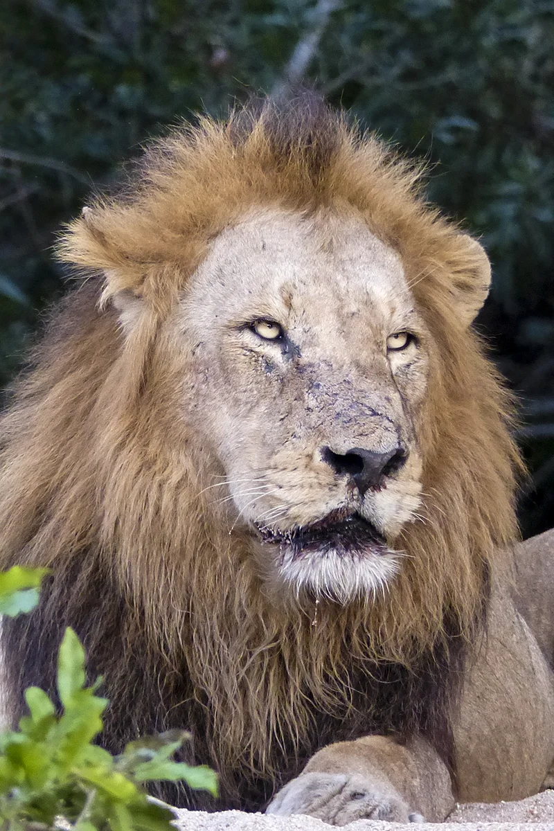 OLD LION (2)