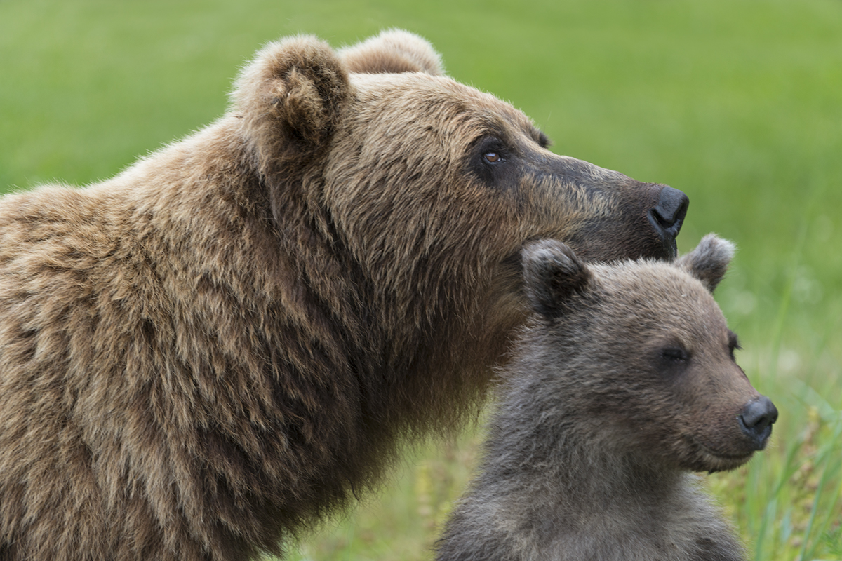 GRIZZLY MOTHER AND CUB, ALASKA (4)
