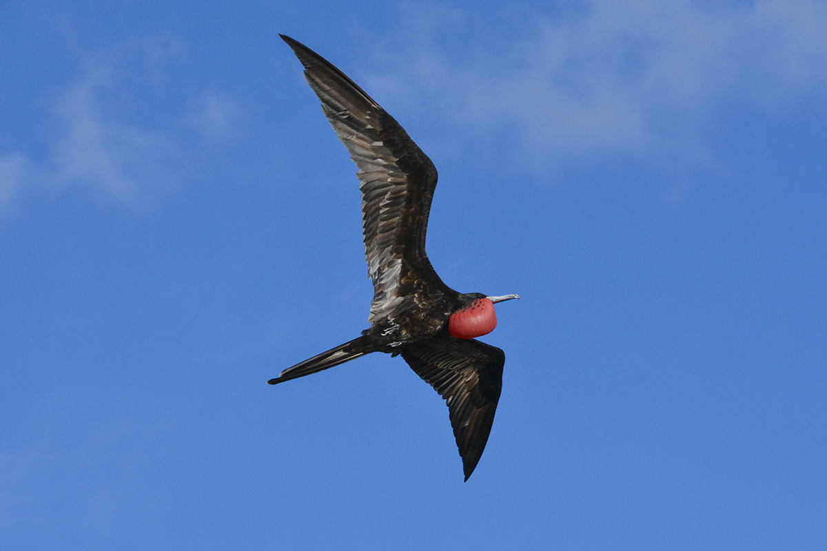 MALE FRIGATE BIRD (2)