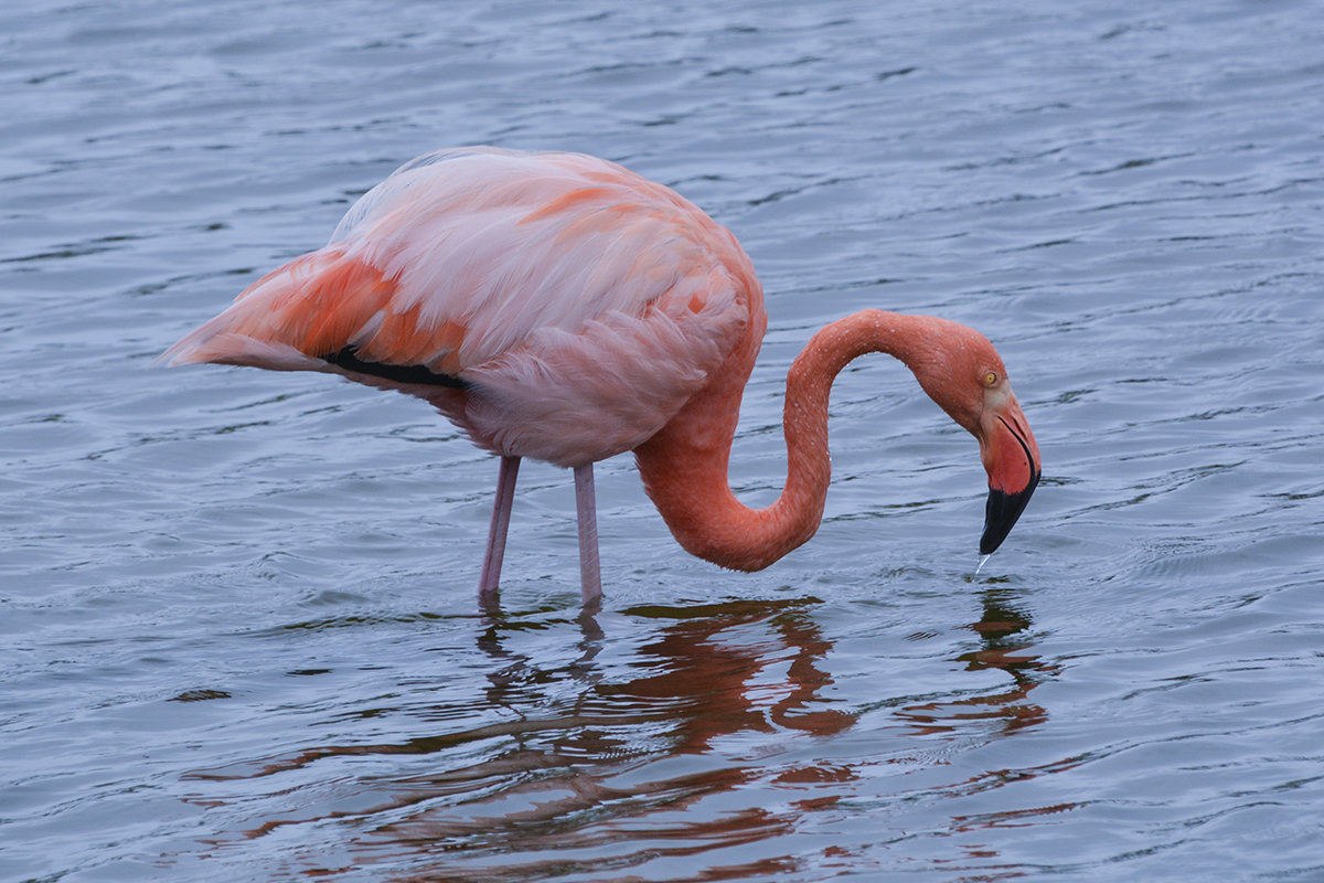 FLAMINGO (2)