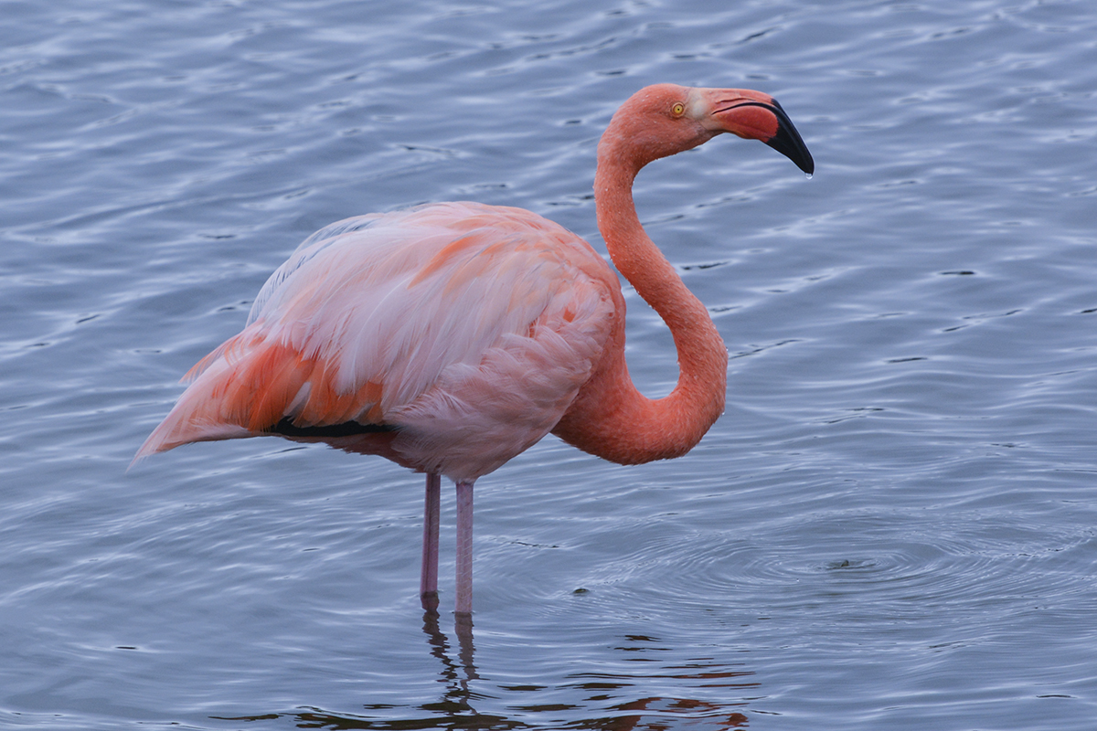 FLAMINGO (1)