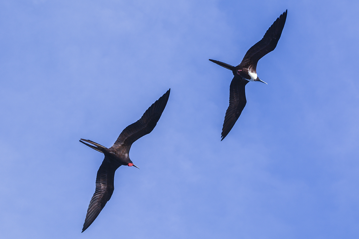 MALE AND FEMALE FRIGATE BIRDS IN FLIGHT (1)