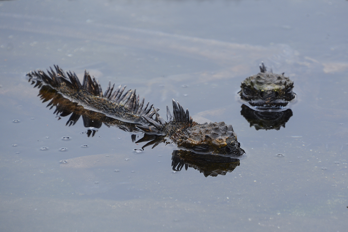 MARINE IGUANA (5)