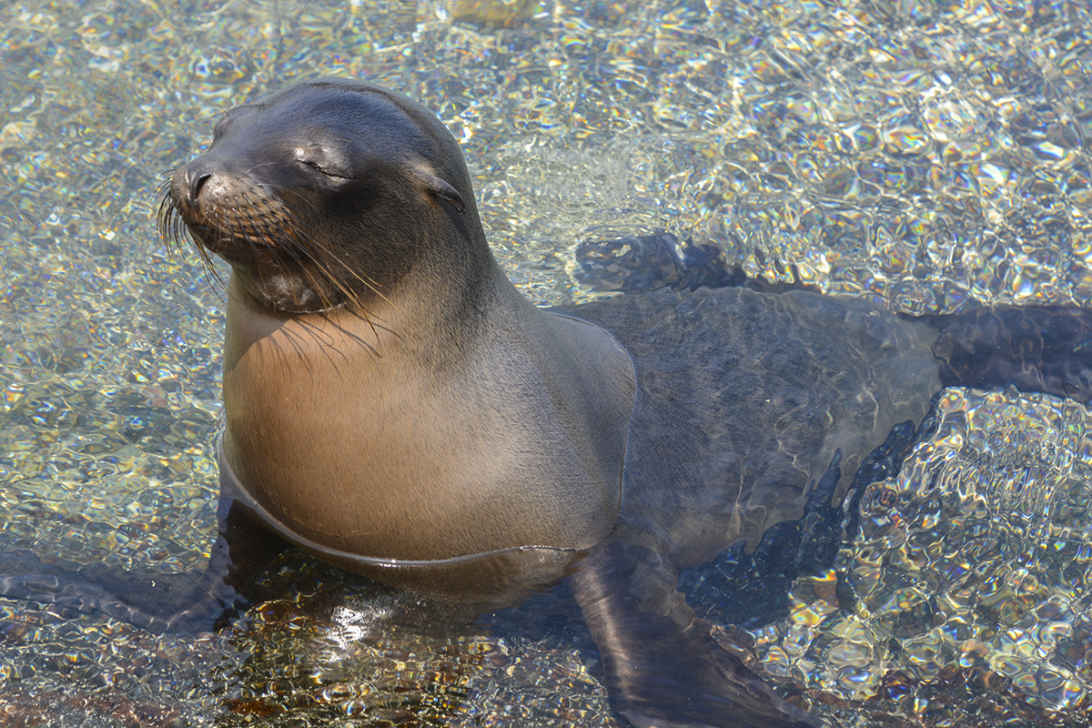 YOUNG SEA LION ENJOYING THE SUN AND WATER (2)