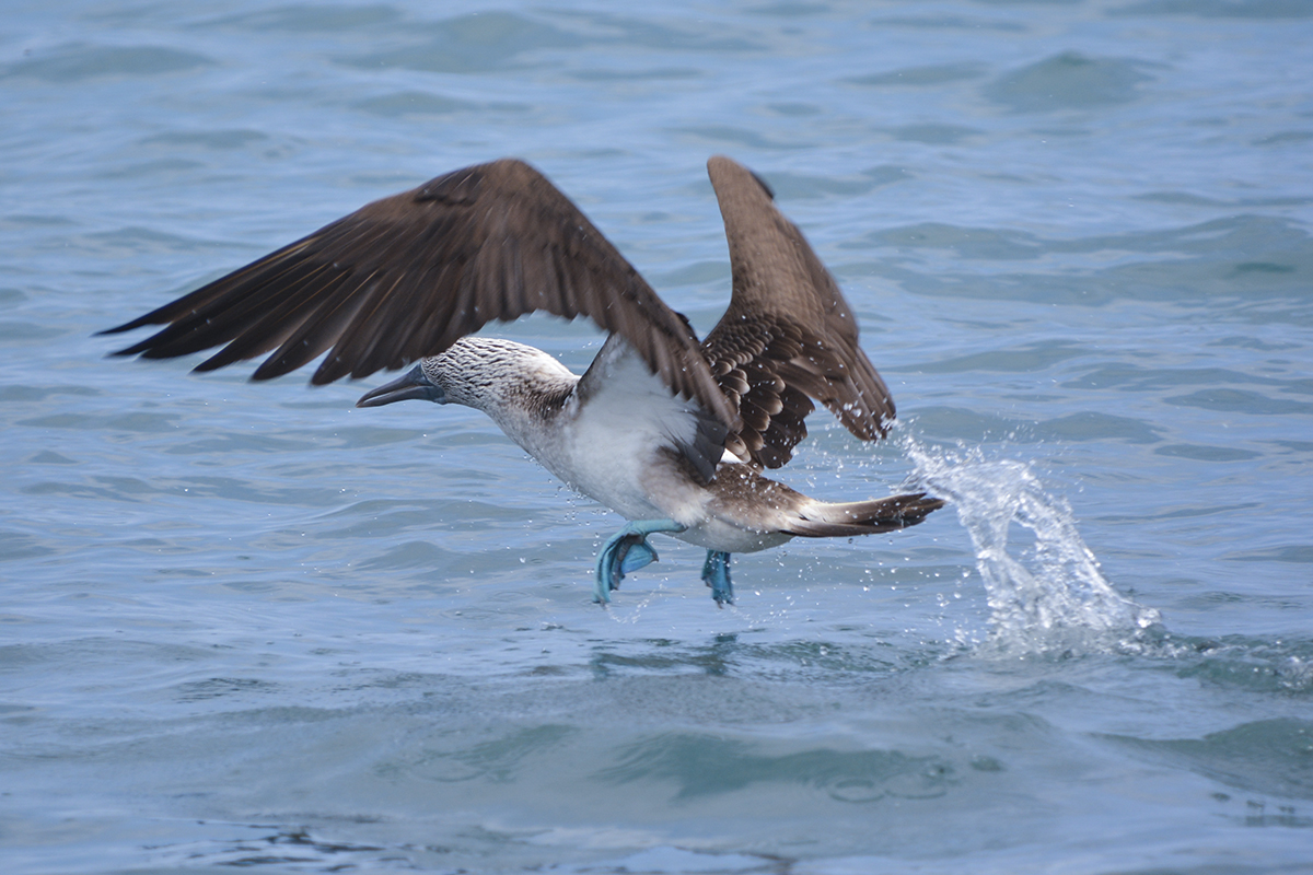 BLUE FOOTED BOOBY (2)