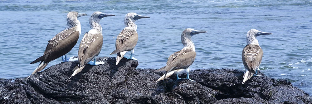 BLUE FOOTED BOOBY BIRDS (3)