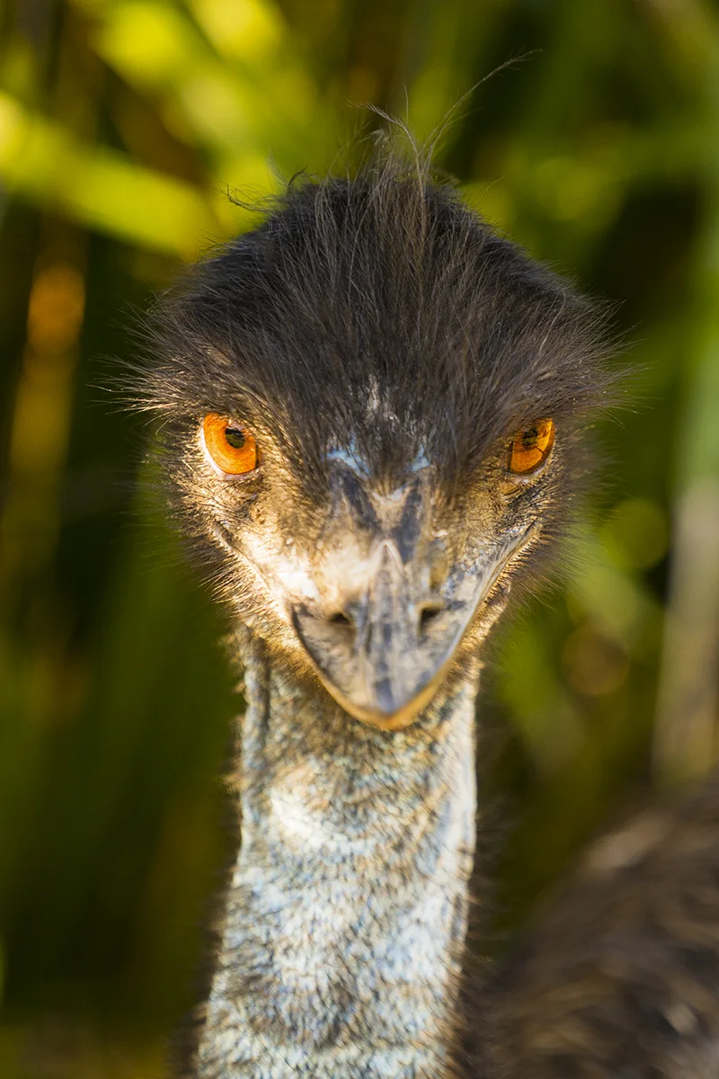 EMU (1)