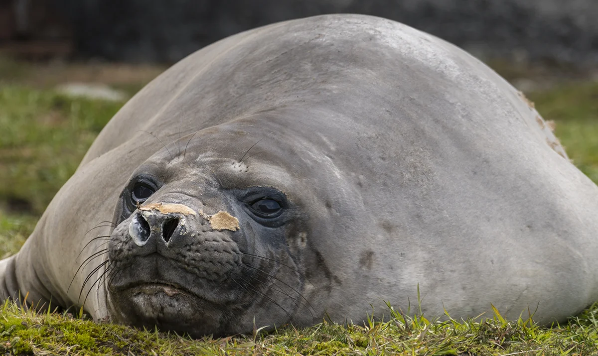 OLD GRUMPY MALE ELEPHANT SEAL (1)