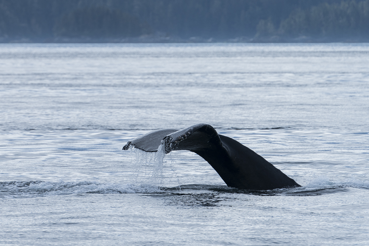 HUMPBACK WHALE DIVE (1)