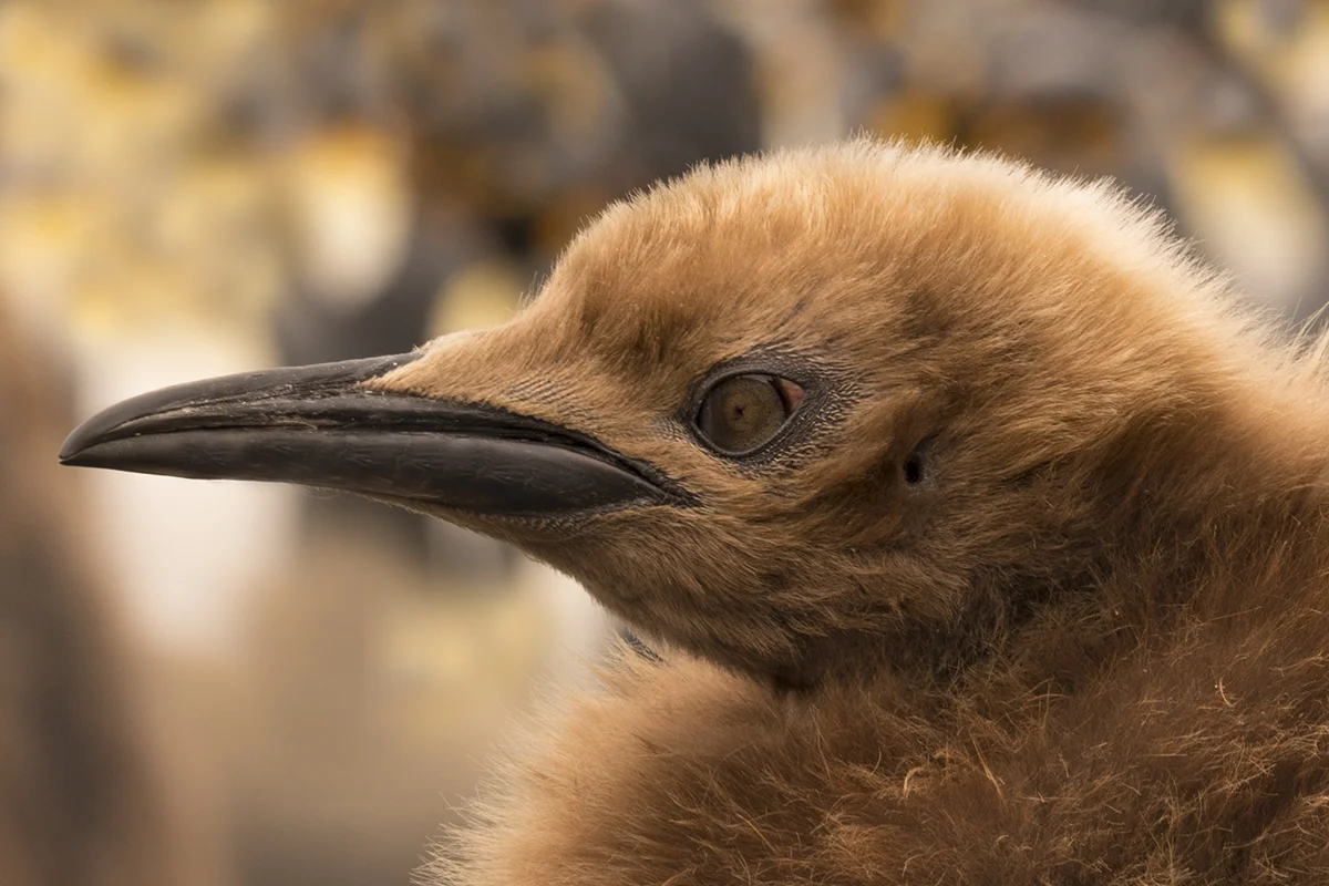  KING PENGUIN CHICK ON SOUTH GEORGIA (2) 