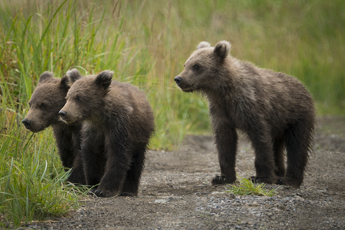 GRIZZLY CUBS, ALASKA (2)