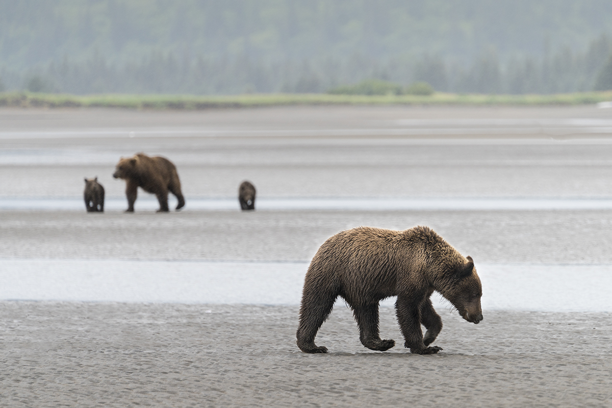 GRIZZLIES ON REMOTE ALASKAN BEACH (1)