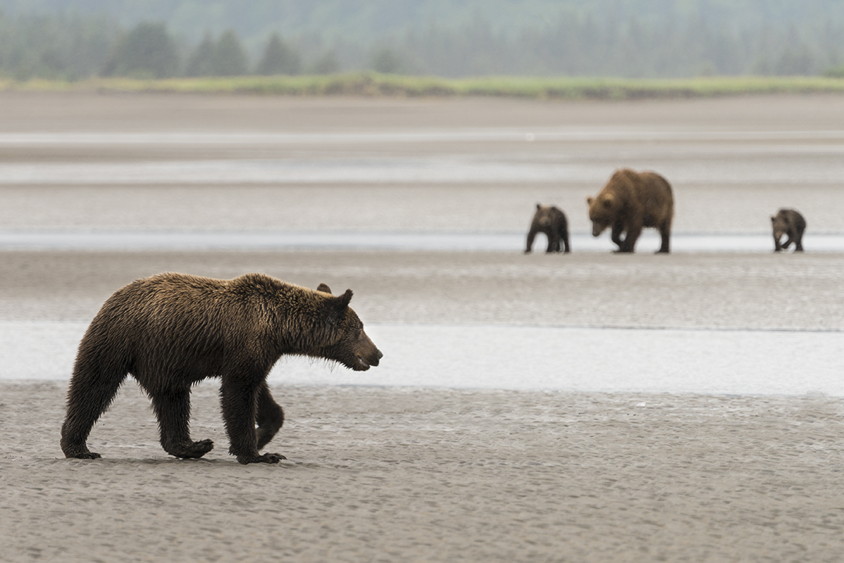 GRIZZLIES ON REMOTE ALASKAN BEACH (2)