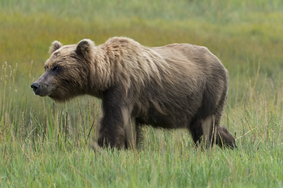  GRIZZLY, ALASKA 