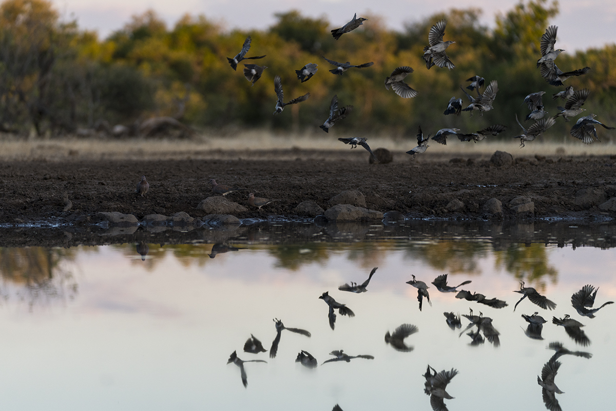SUNSET FLURRY OF BIRDS OVER WATERHOLE IN BOTSWANA (1)