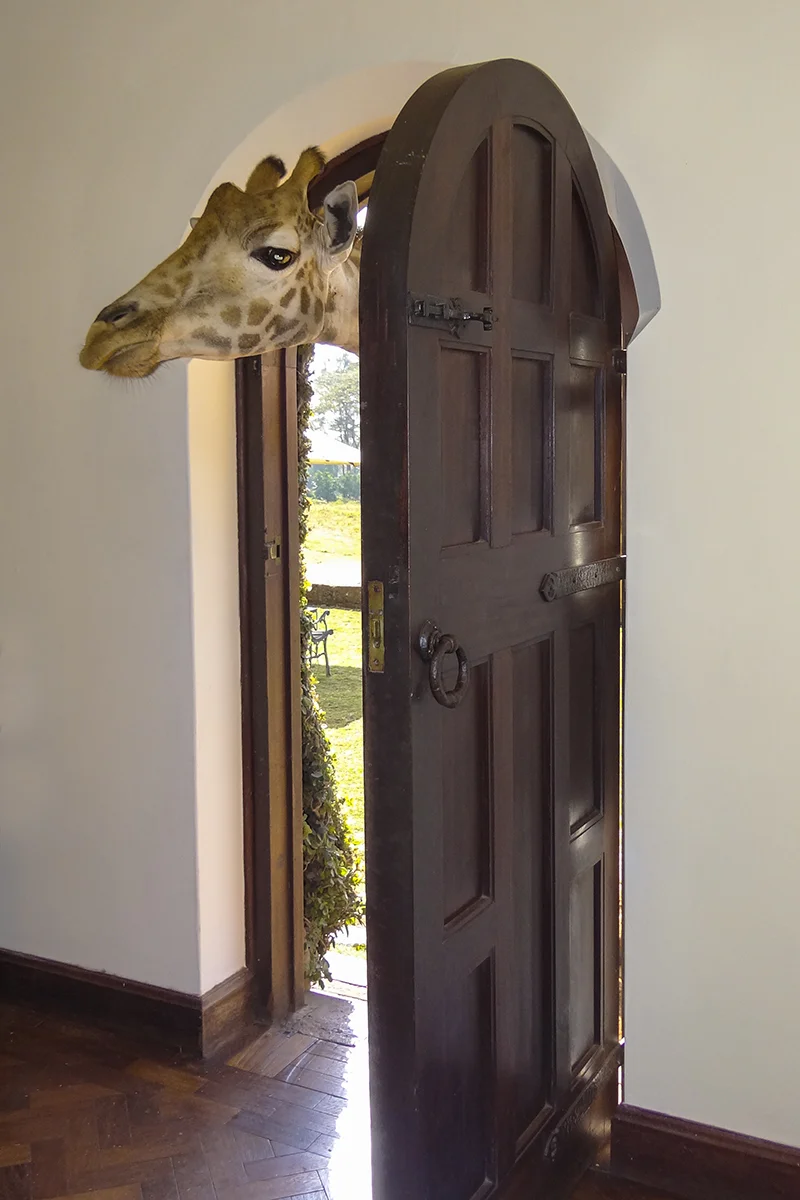 ANYBODY HOME??? GIRAFFE AT GIRAFFE MANOR, NAIROBI. (1)