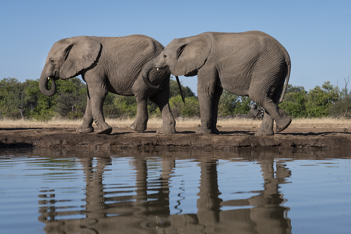 TWO ELEPHANTS (3)