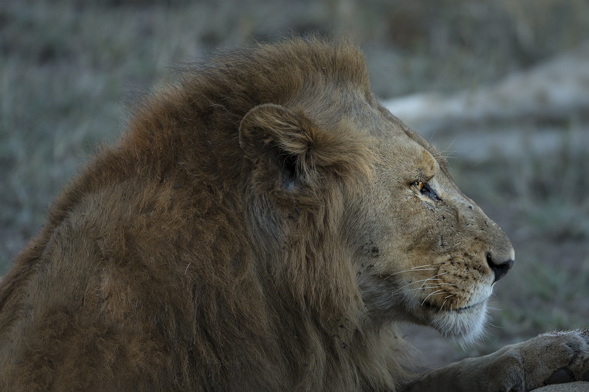 LION (5) SIDE VIEW