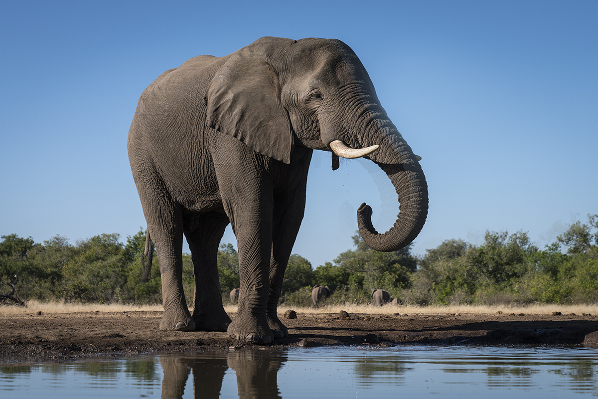 LONE LARGE ELEPHANT (7)