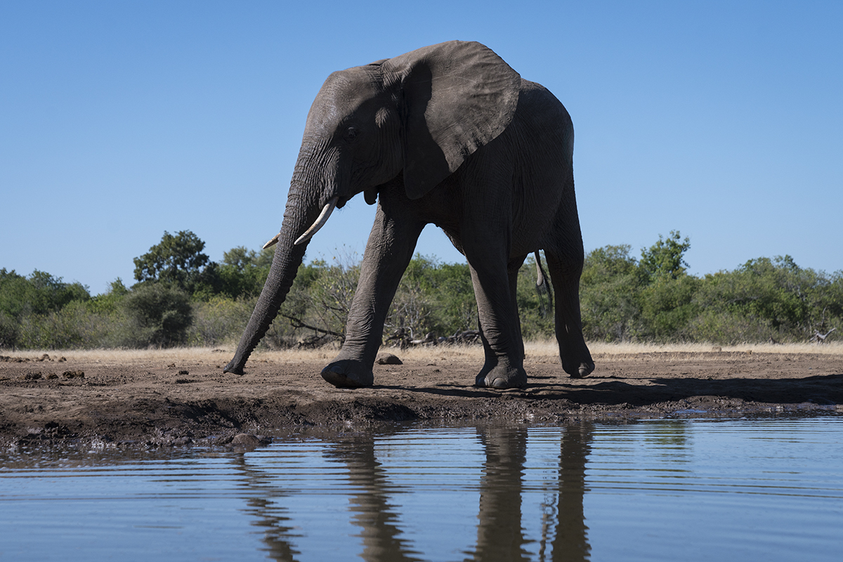 LONE ELEPHANT RUNNING TO WATERHOLE (1)