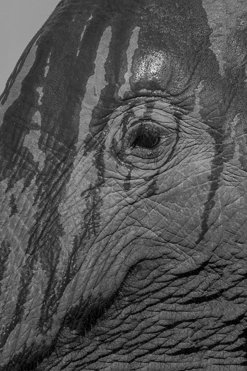 BLACK AND WHITE ELEPHANT FACE (5)