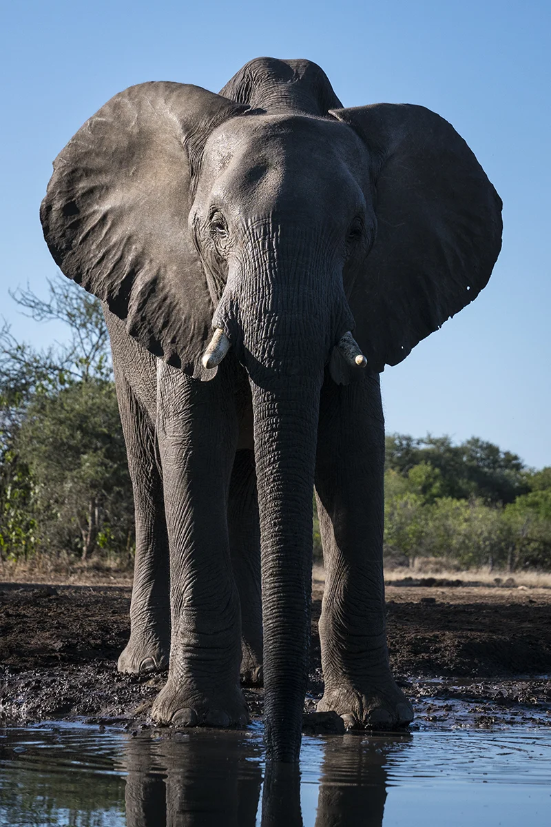LONE LARGE ELEPHANT (6)