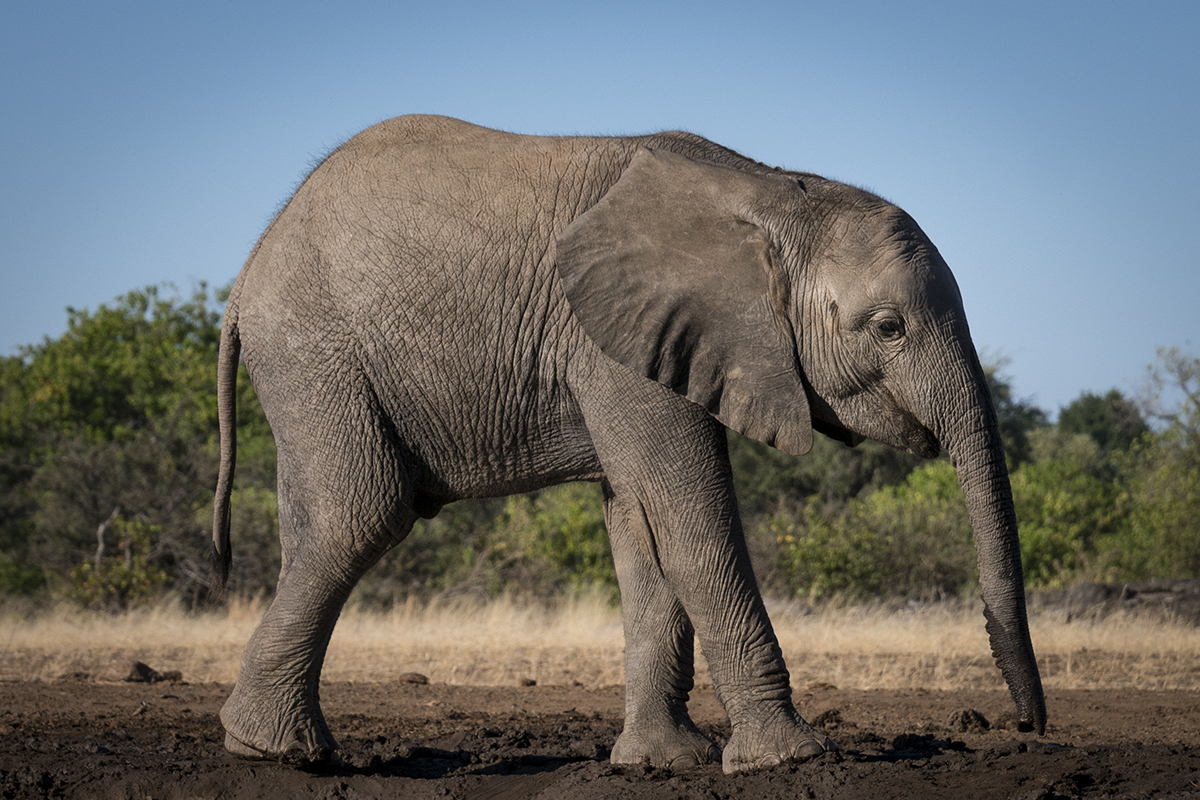 BABY ELEPHANT (10)